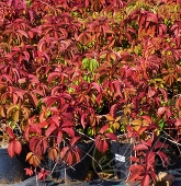 Виноград девичий (Parthenocissus inserta)