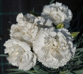 Гвоздика перистая (Dianthus plumarius `Haytor White`)