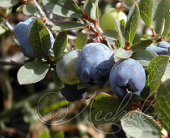 Голубика садовая (Vaccinium corymbosum `Ранкокос`)