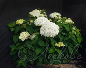 Гортензия древовидная (Hydrangea arborescens `Annabelle`)