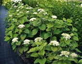 Гортензия древовидная (Hydrangea arborescens `White Dome`)