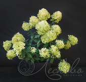 Гортензия метельчатая (Hydrangea paniculata `Limelight`)