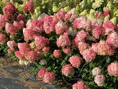 Гортензия метельчатая (Hydrangea paniculata `Vanille Fraise`)